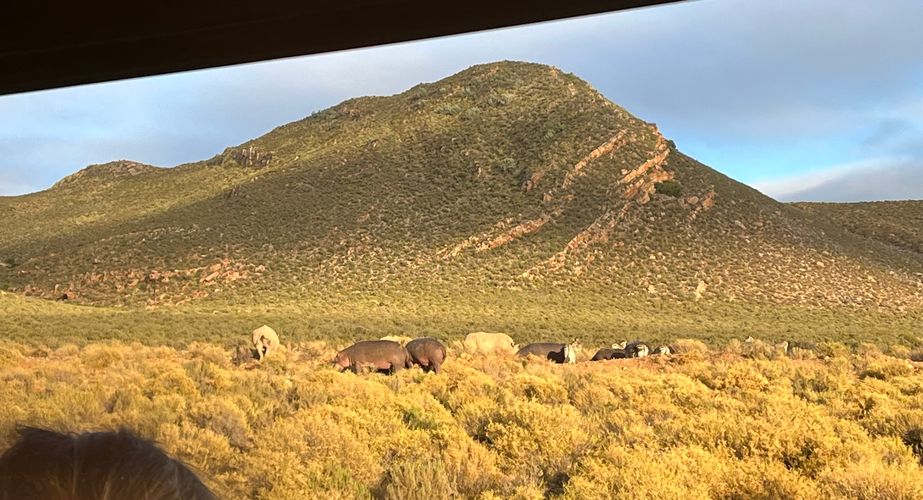 Op safari in Zuid Afrika